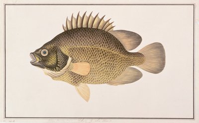 Tripletail, aus Zeichnungen von Fischen aus Malakka, ca. 1805-18 von Chinese School